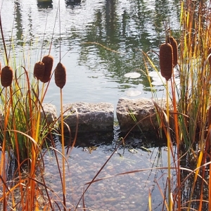 Zierteich i. Herbst